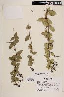 Berberis valdiviana image