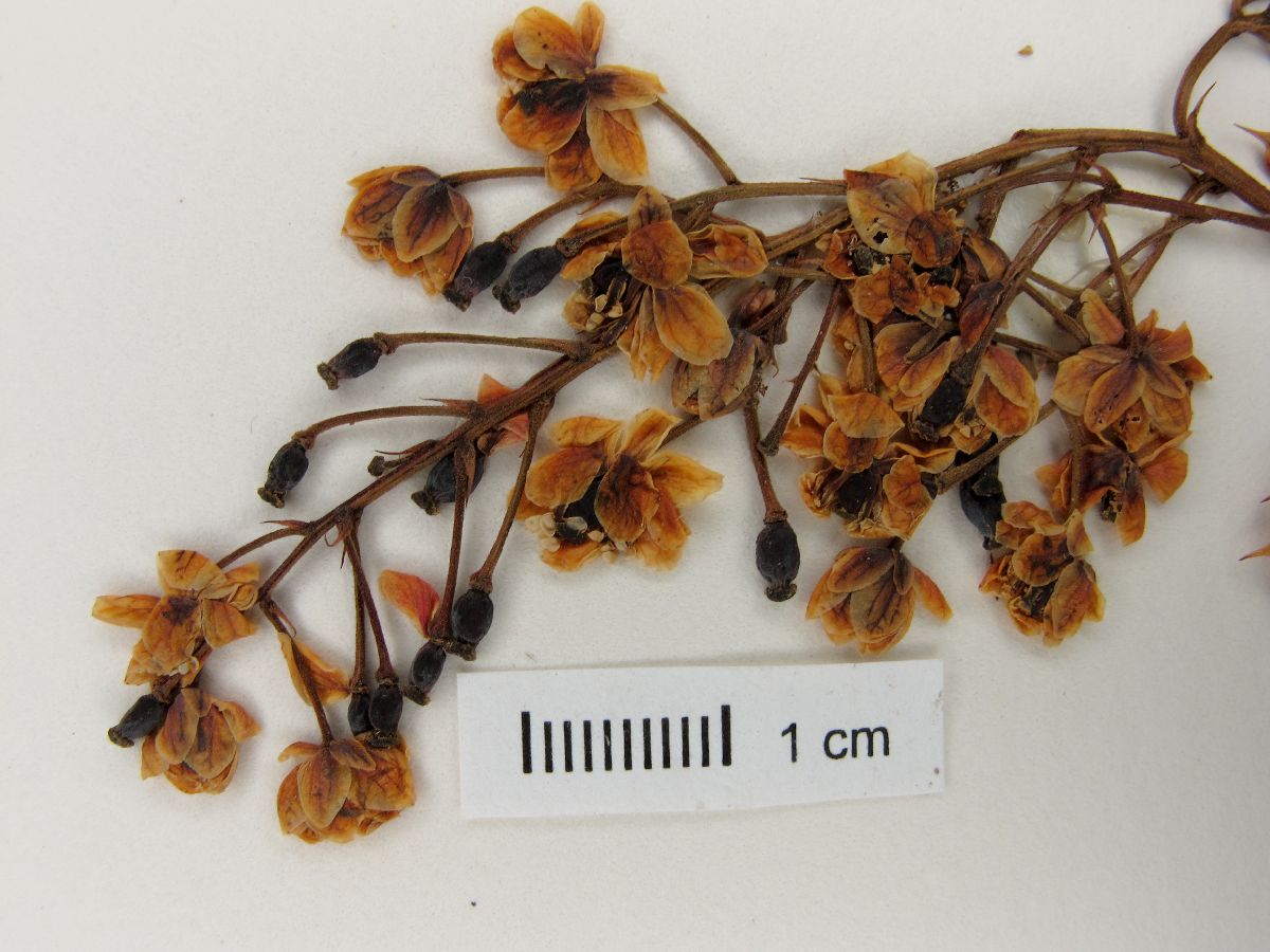Berberis paniculata image