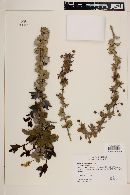 Berberis congestiflora image