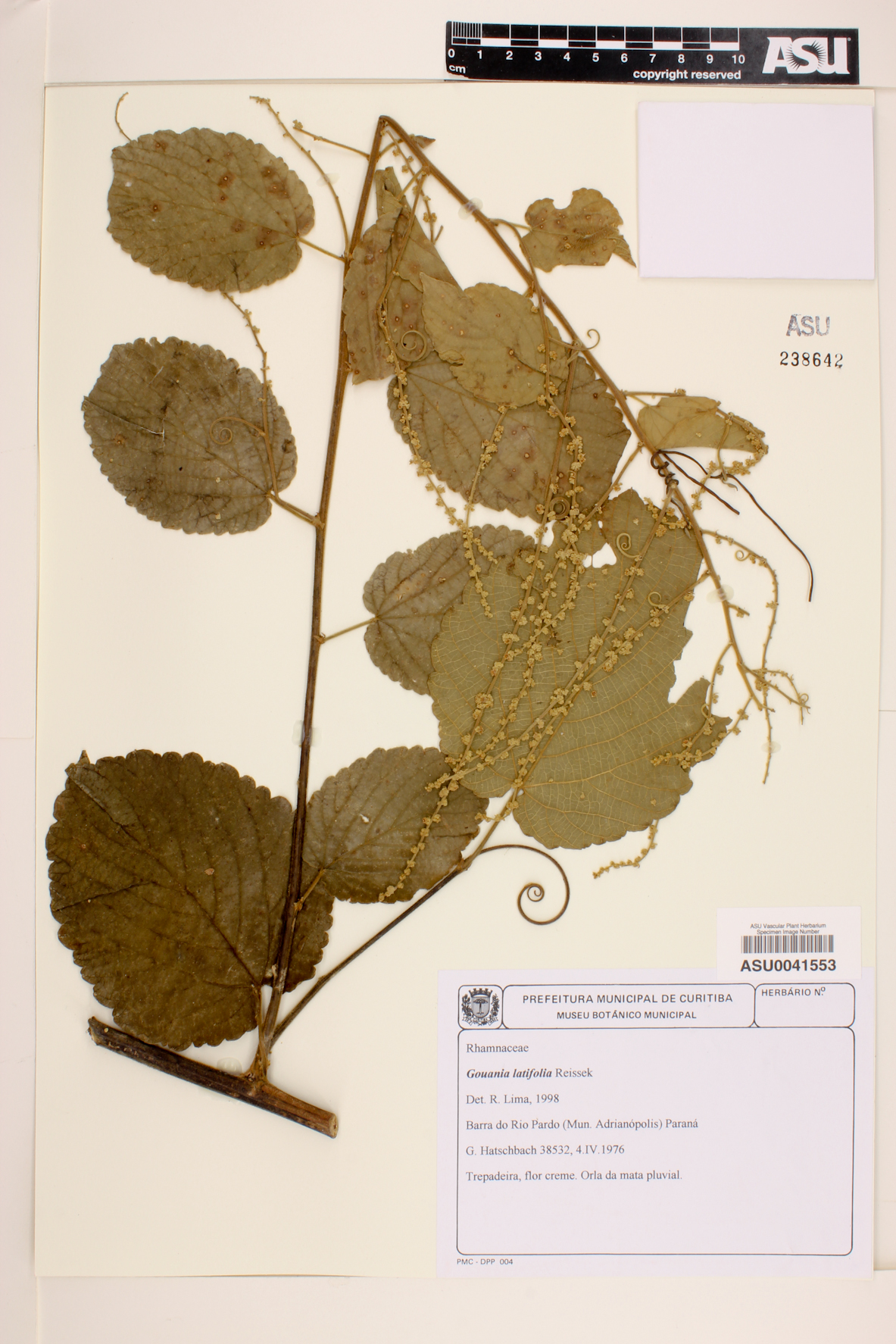 Gouania latifolia image