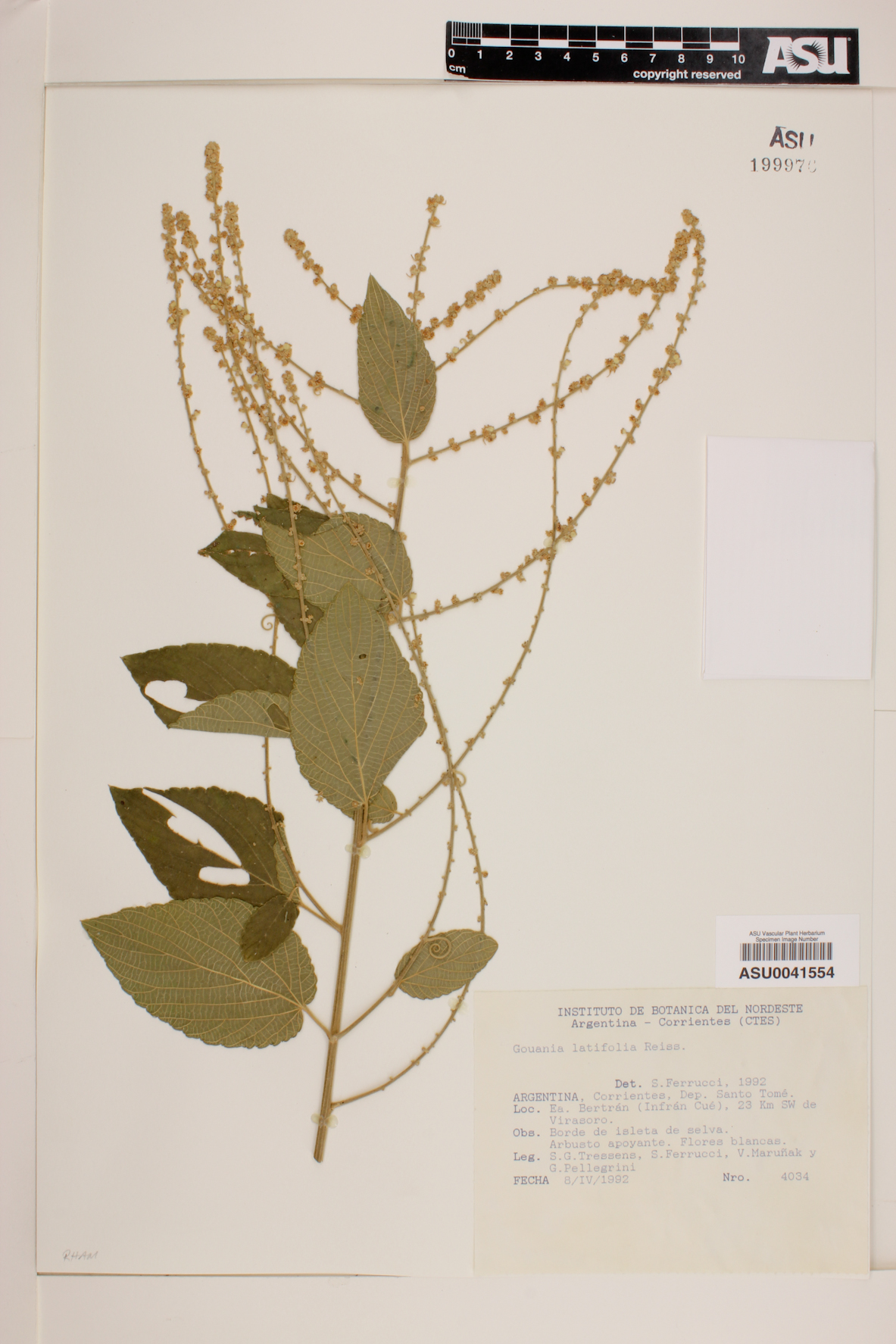 Gouania latifolia image