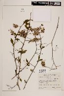 Gouania ulmifolia image