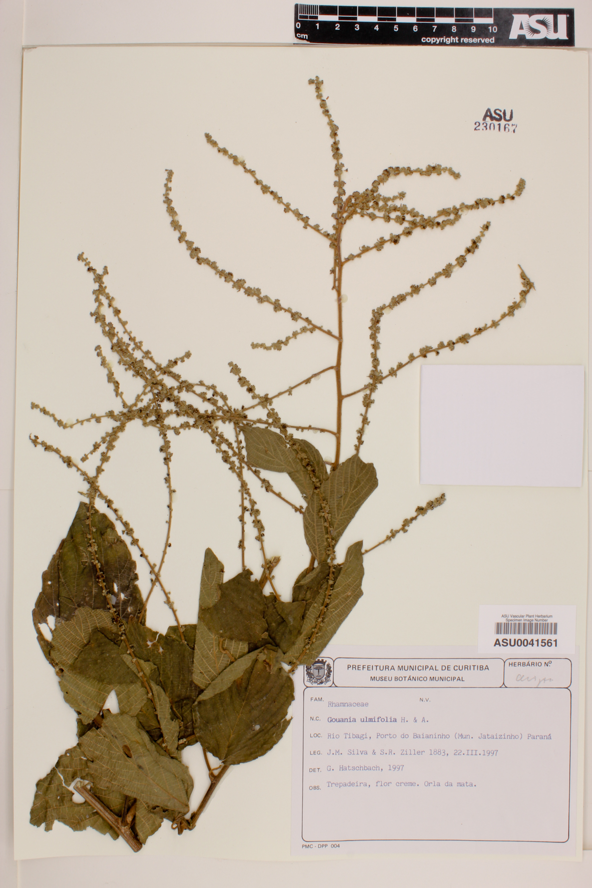 Gouania ulmifolia image