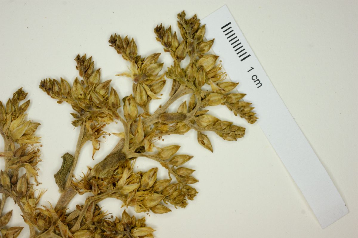Sedum praealtum image