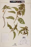 Ipomoea arborescens image