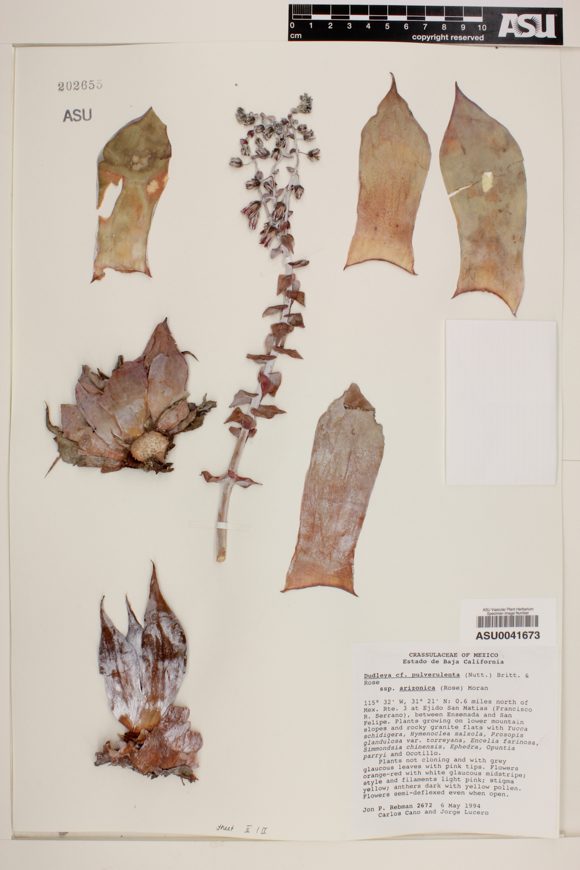 Dudleya pulverulenta image