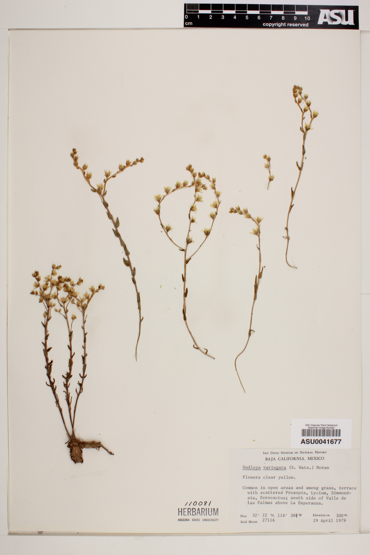 Dudleya variegata image