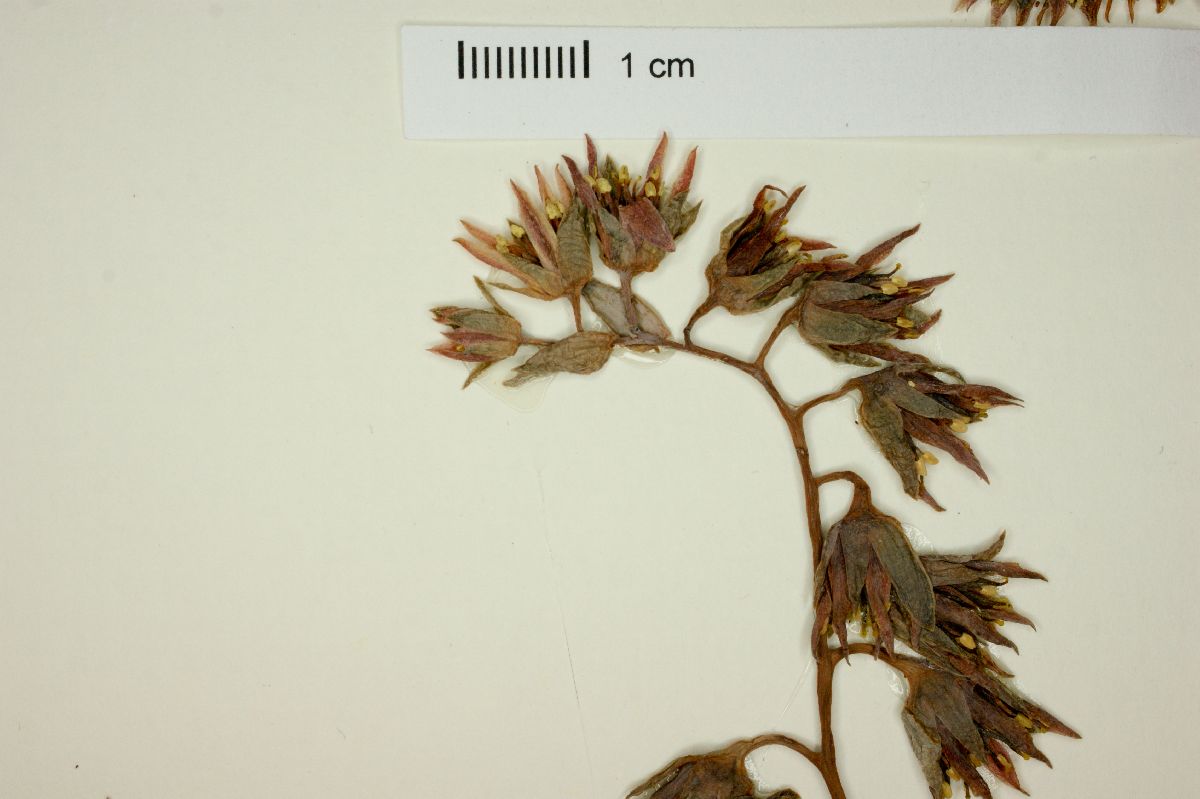 Pachyphytum glutinicaule image