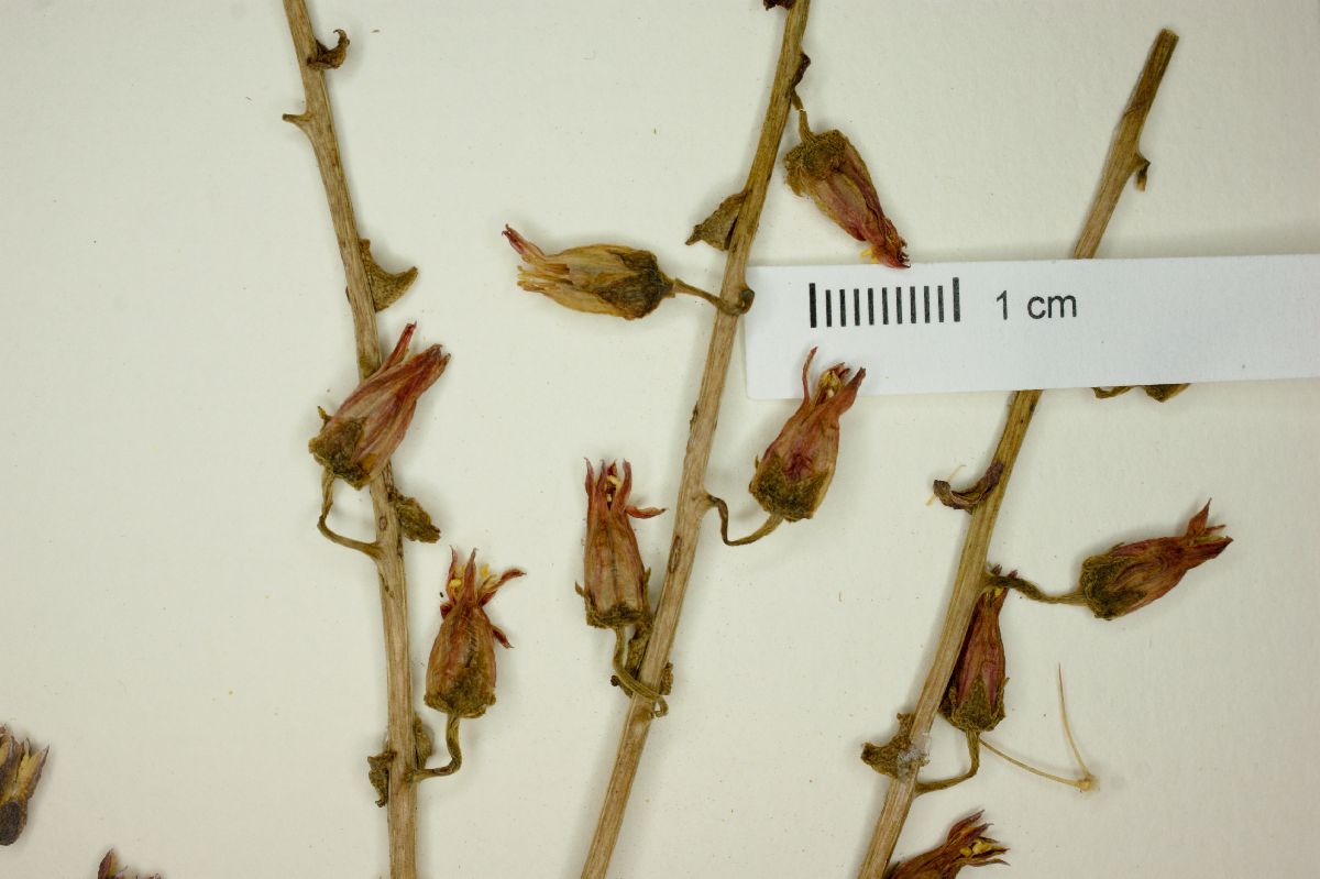 Dudleya lanceolata image