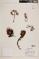 Dudleya albiflora image