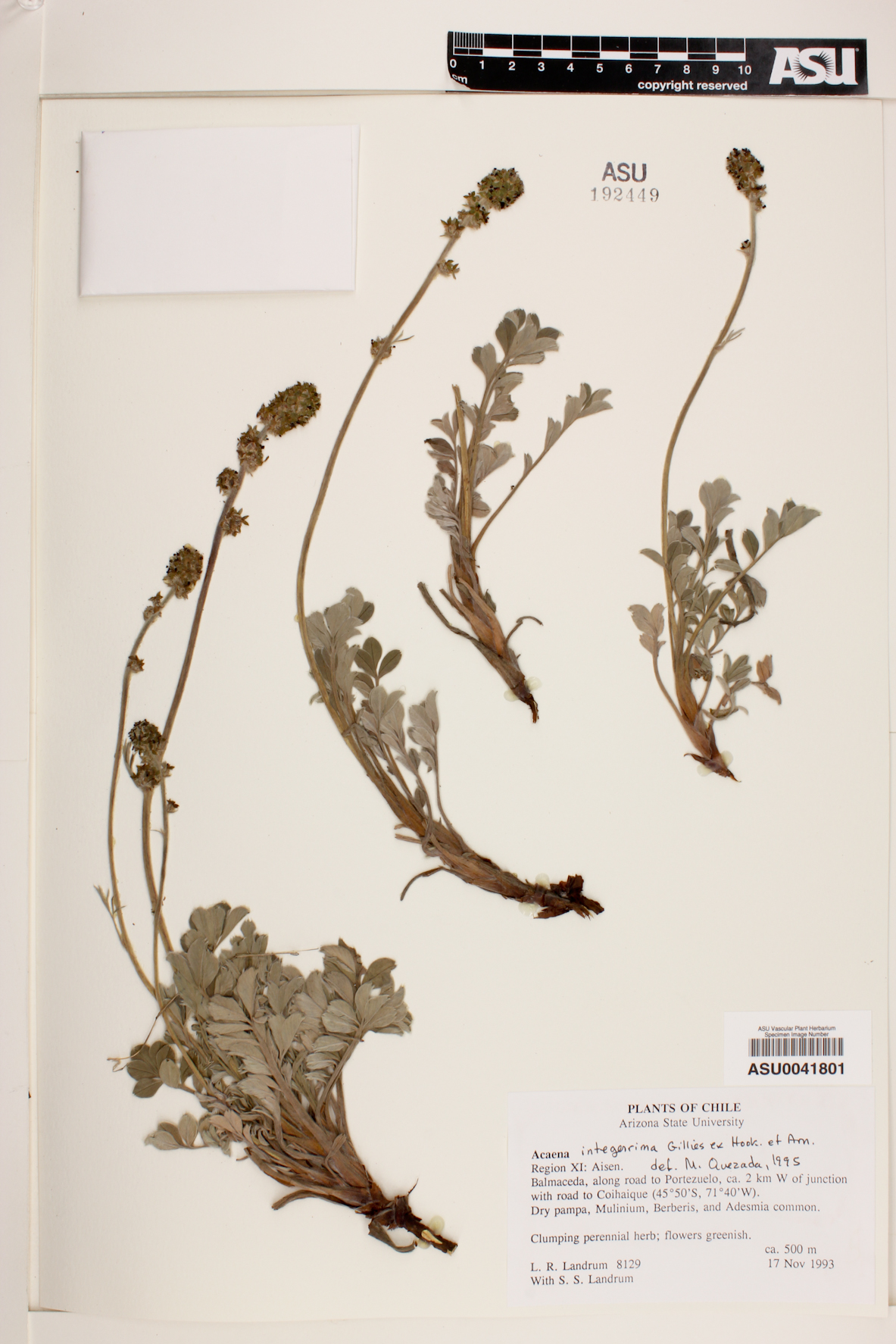 Acaena integerrima image