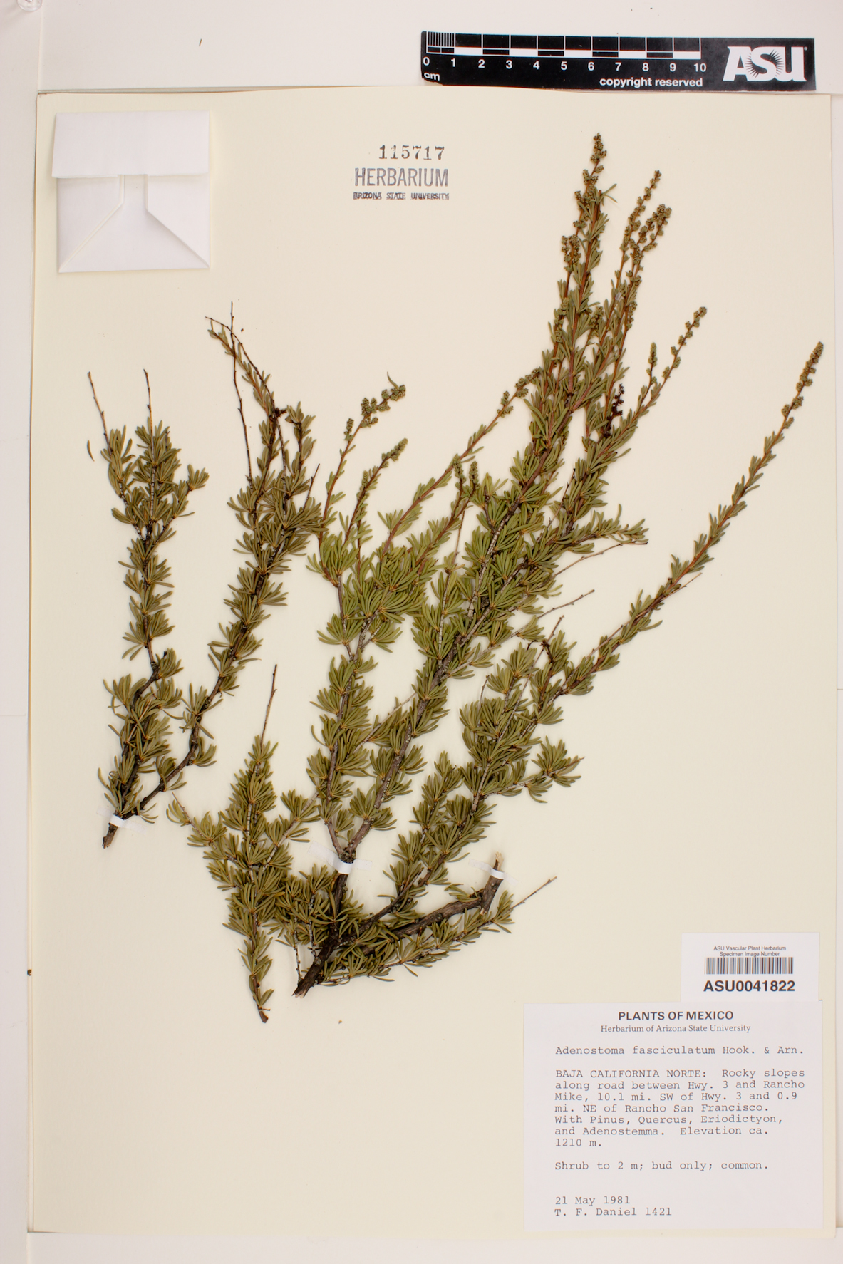 Adenostoma fasciculatum image