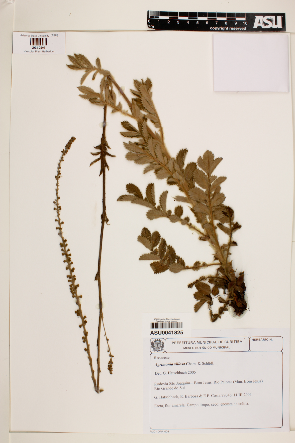 Agrimonia villosa image