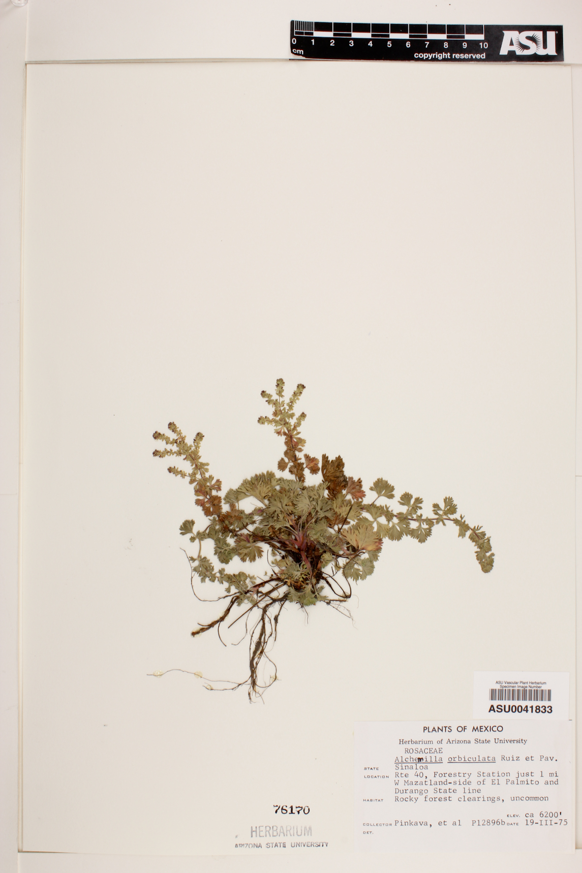 Alchemilla orbiculata image