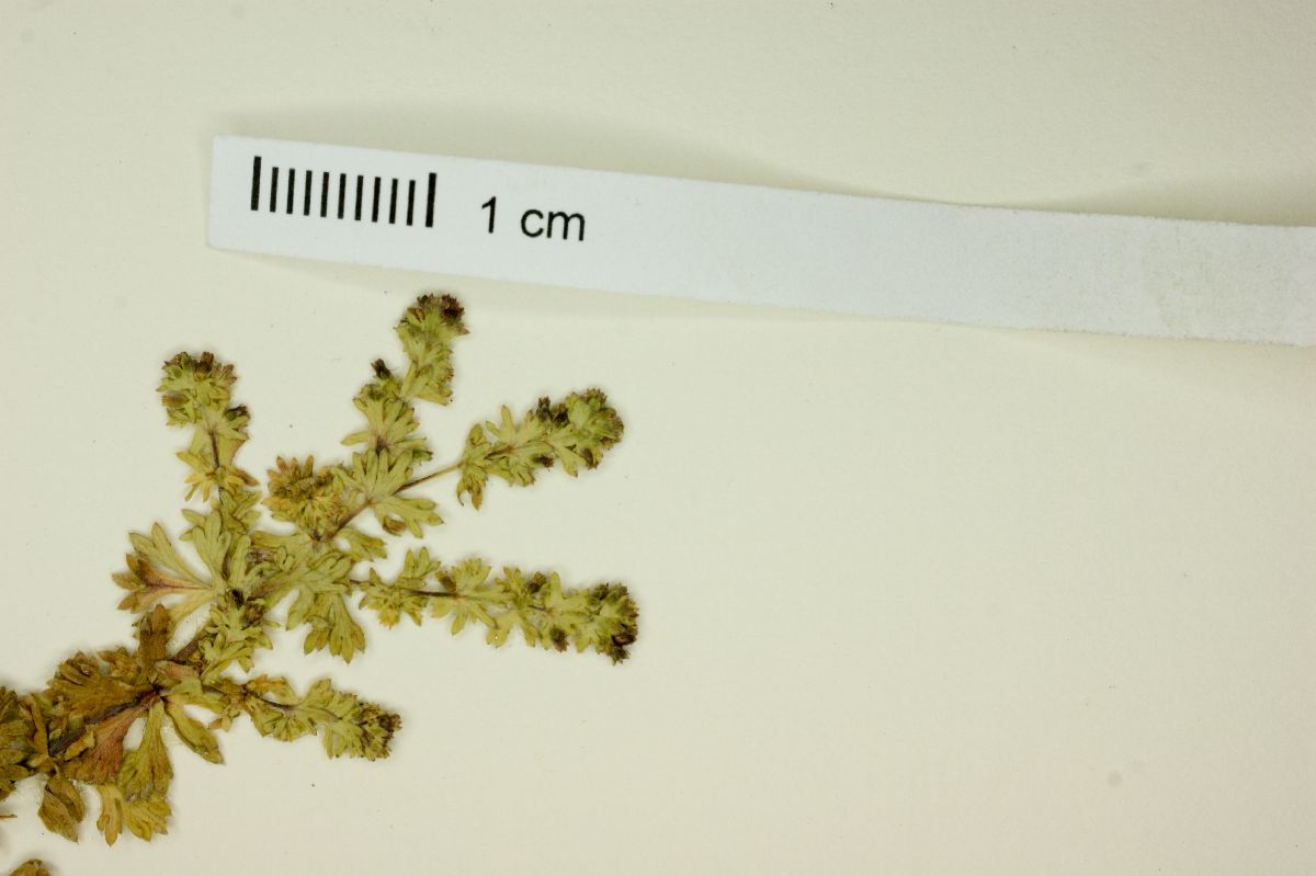 Alchemilla orbiculata image