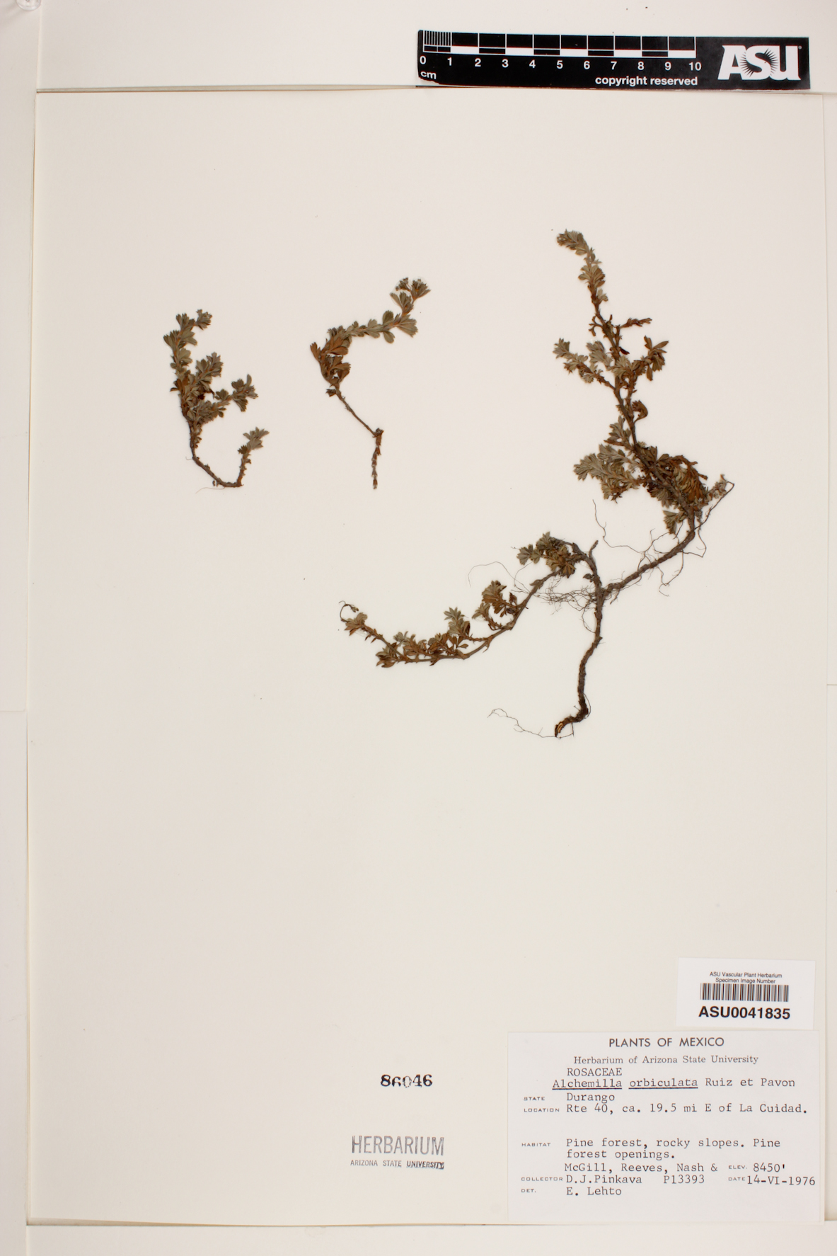 Alchemilla orbiculata image