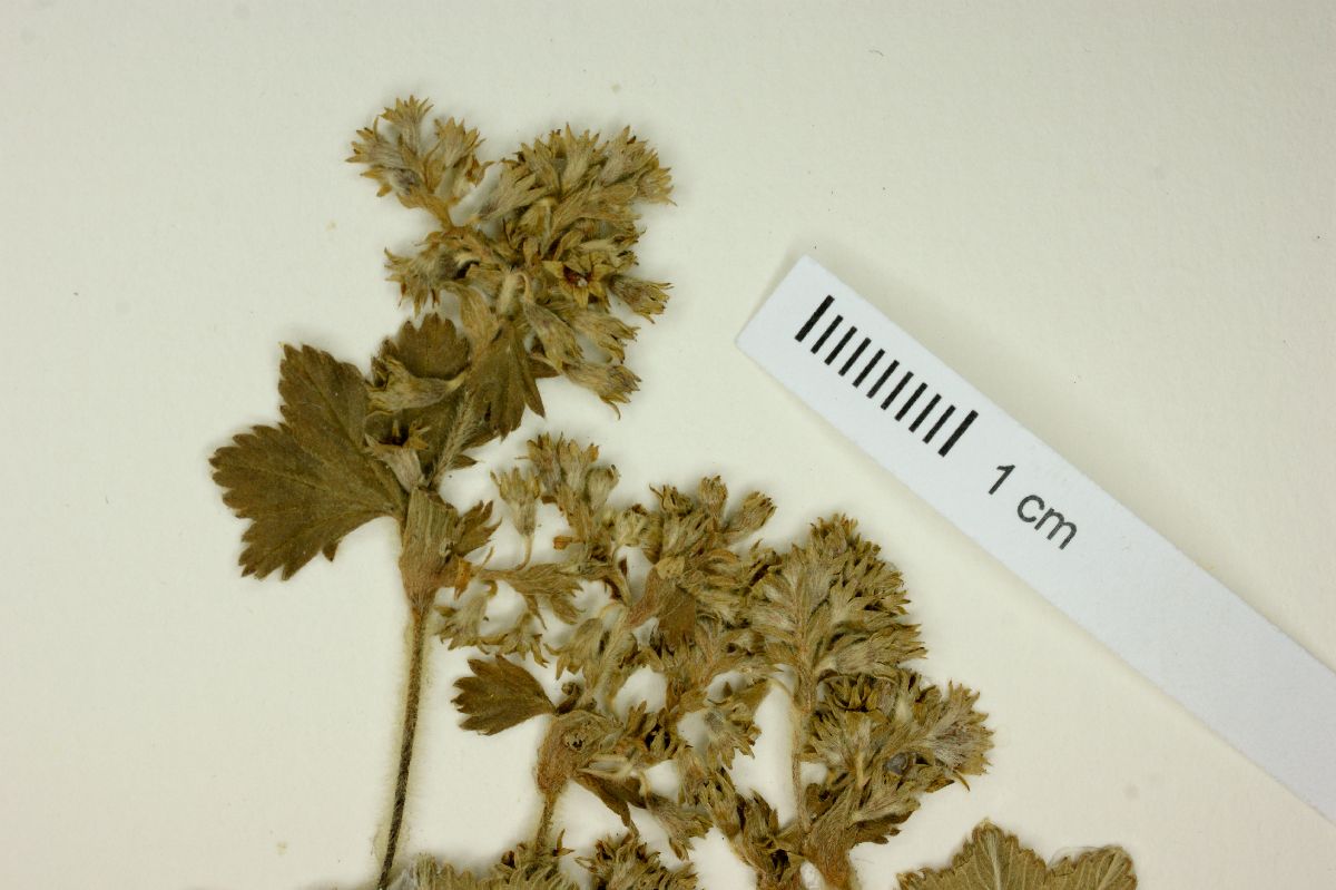 Alchemilla pectinata image