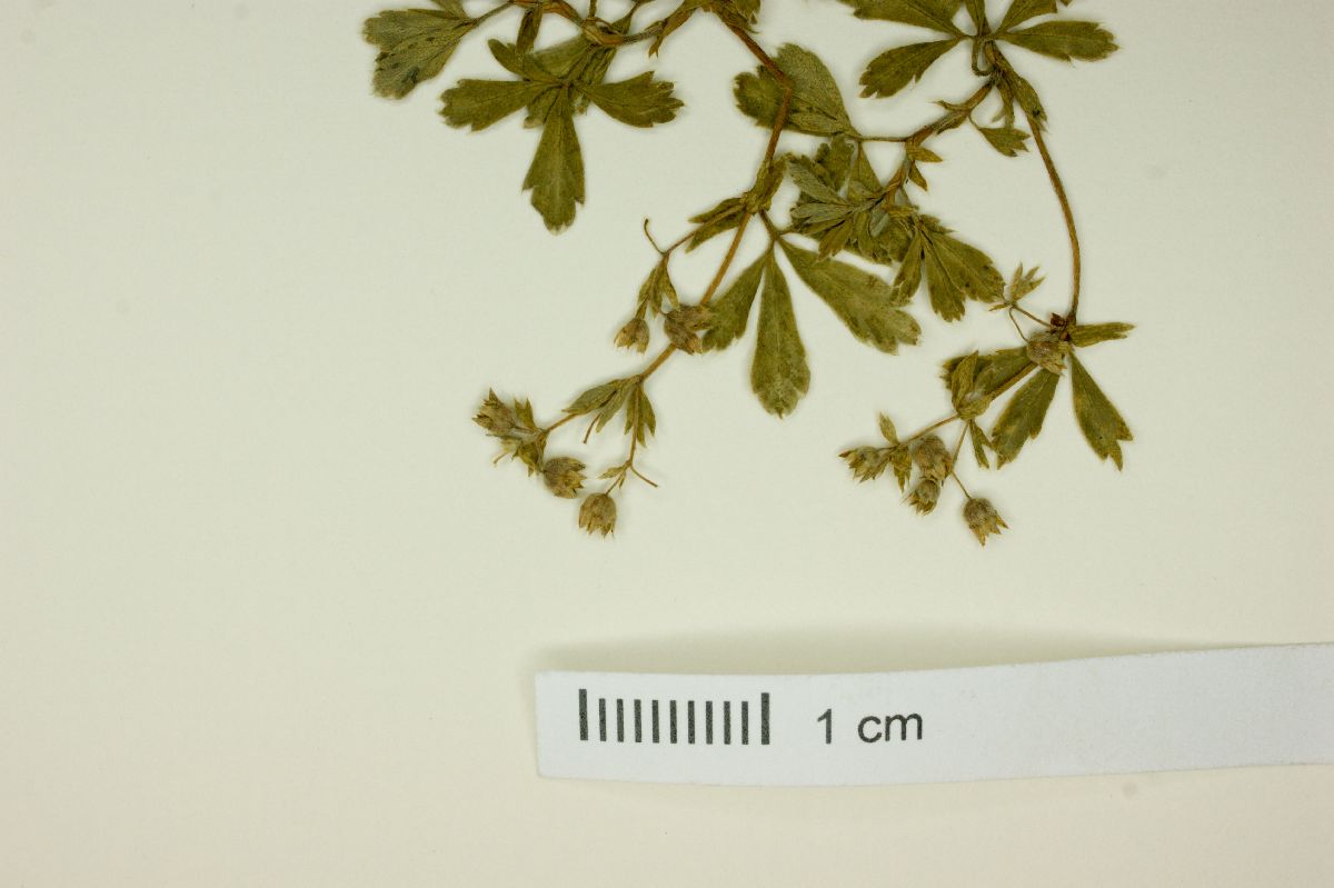 Alchemilla procumbens image