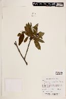 Amelanchier paniculata image
