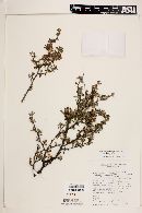 Cercocarpus breviflorus image