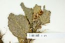 Cercocarpus fothergilloides image