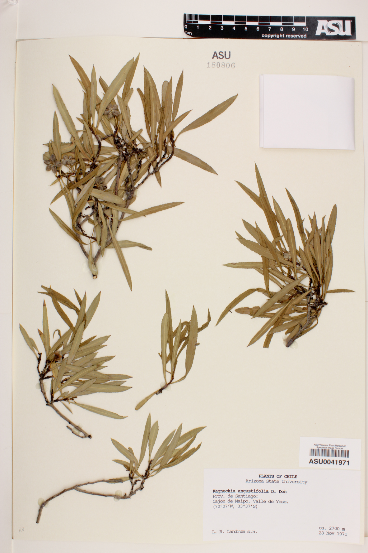 Kageneckia angustifolia image