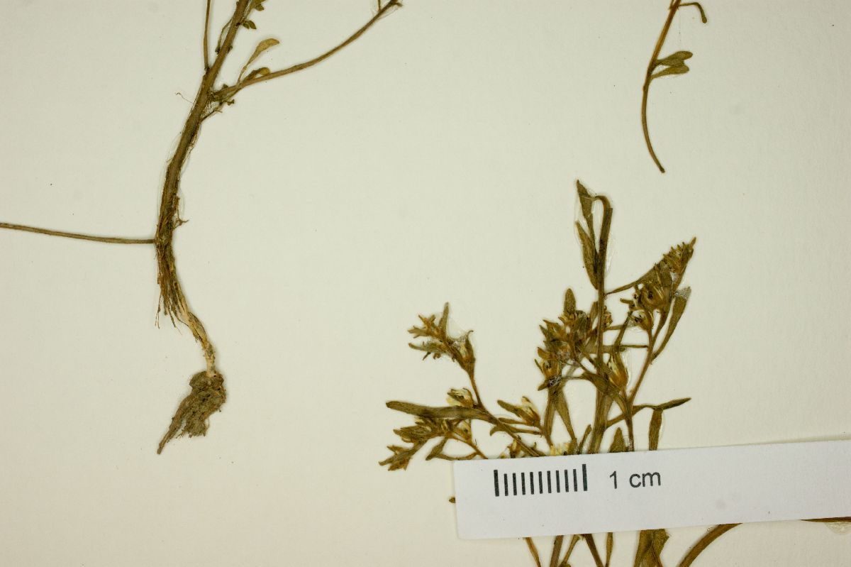 Villadia hemsleyana image