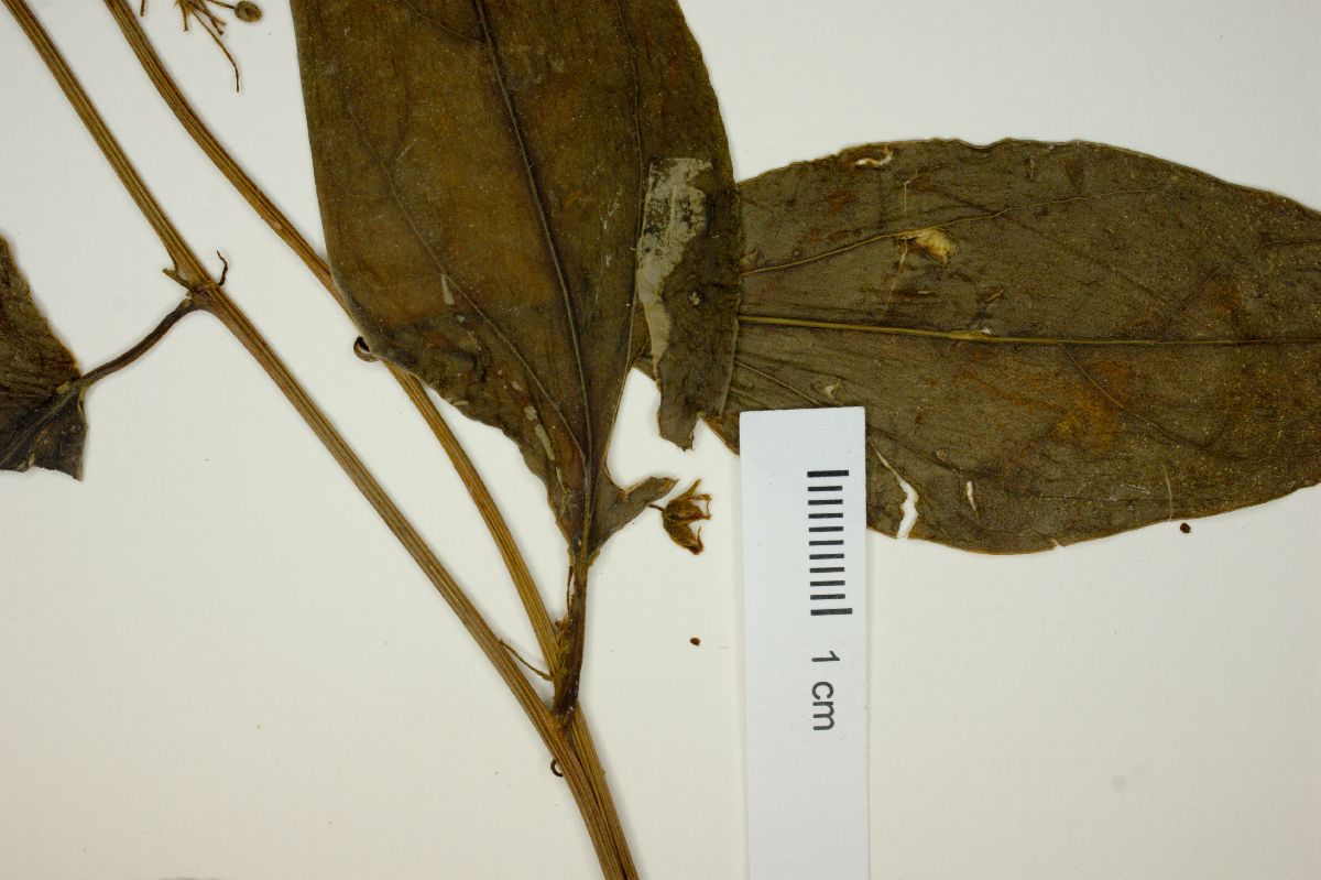 Fevillea passiflora image