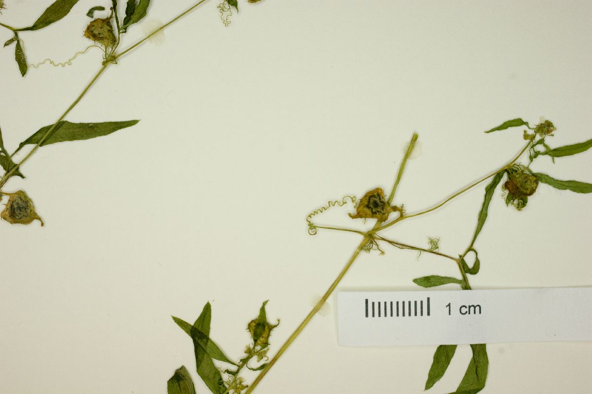 Cyclanthera minima image