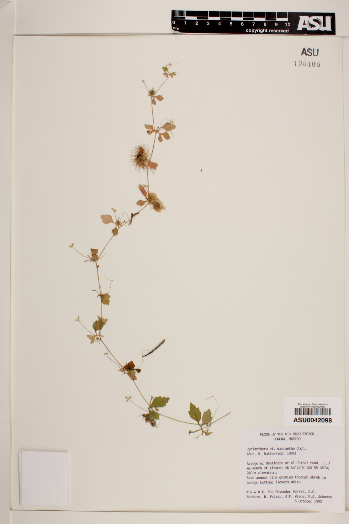 Cyclanthera micrantha image