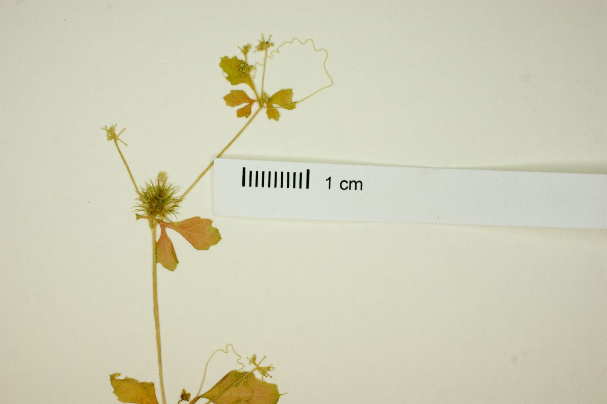 Cyclanthera micrantha image