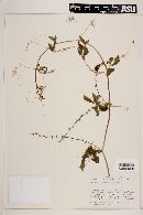 Cyclanthera multifoliolata image