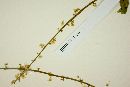 Cyclanthera multifoliolata image