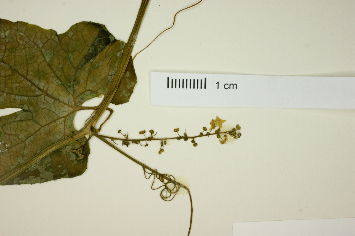 Cyclanthera ribiflora image