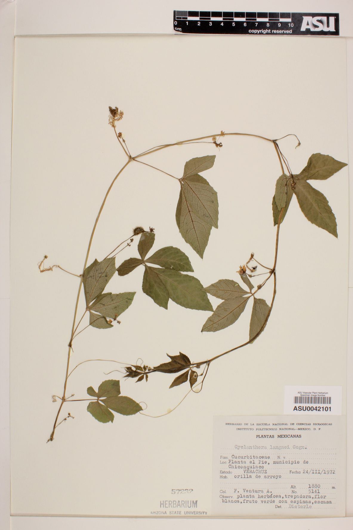 Cyclanthera langaei image