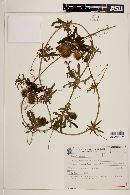 Cyclanthera tenuifolia image