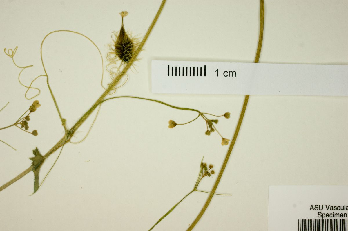Echinopepon cirrhopedunculatus image