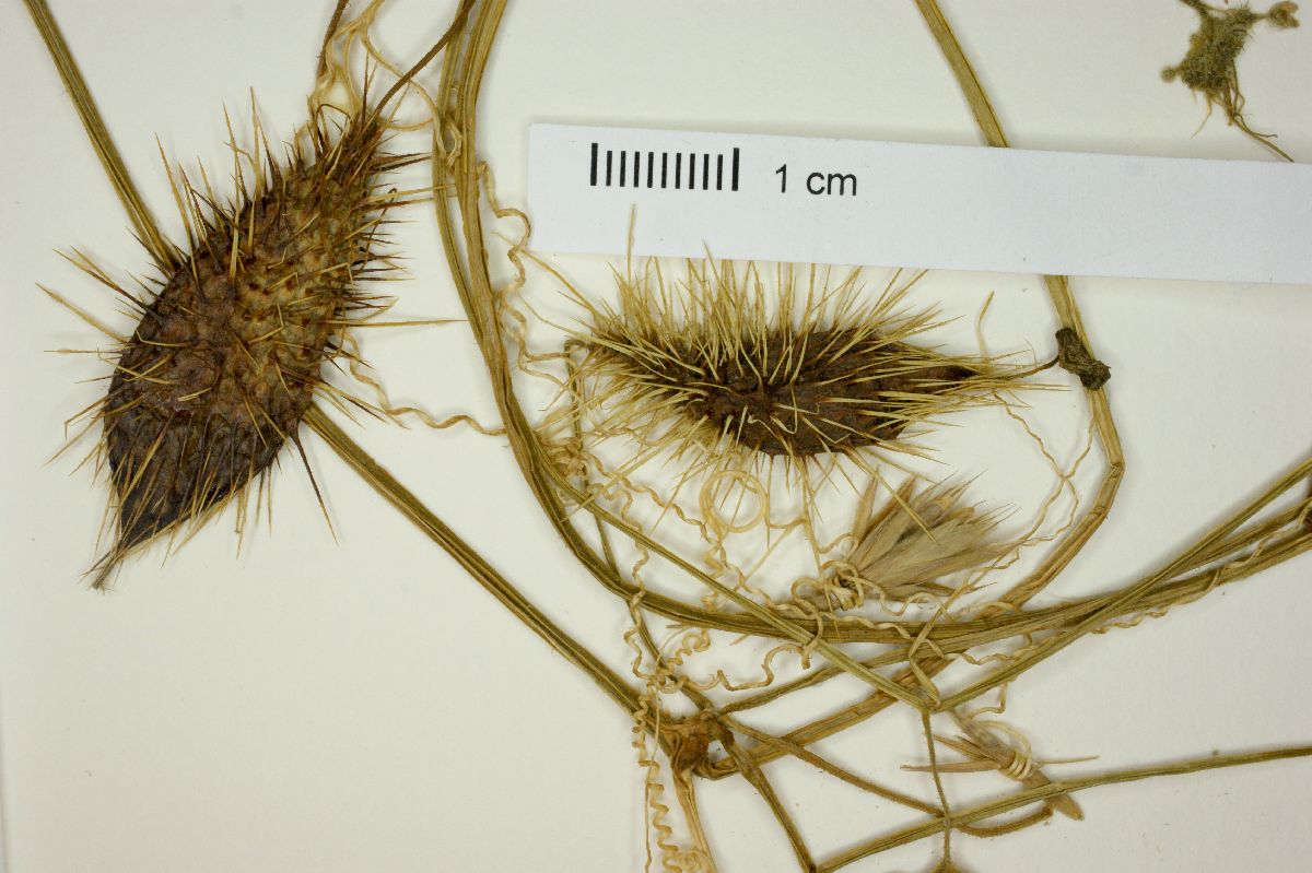 Echinopepon coulteri image