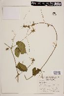 Echinopepon floribundus image