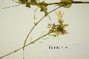 Echinopepon floribundus image