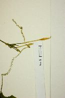 Rytidostylis gracilis image