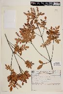 Weinmannia paulliniifolia image