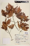 Weinmannia paulliniifolia image