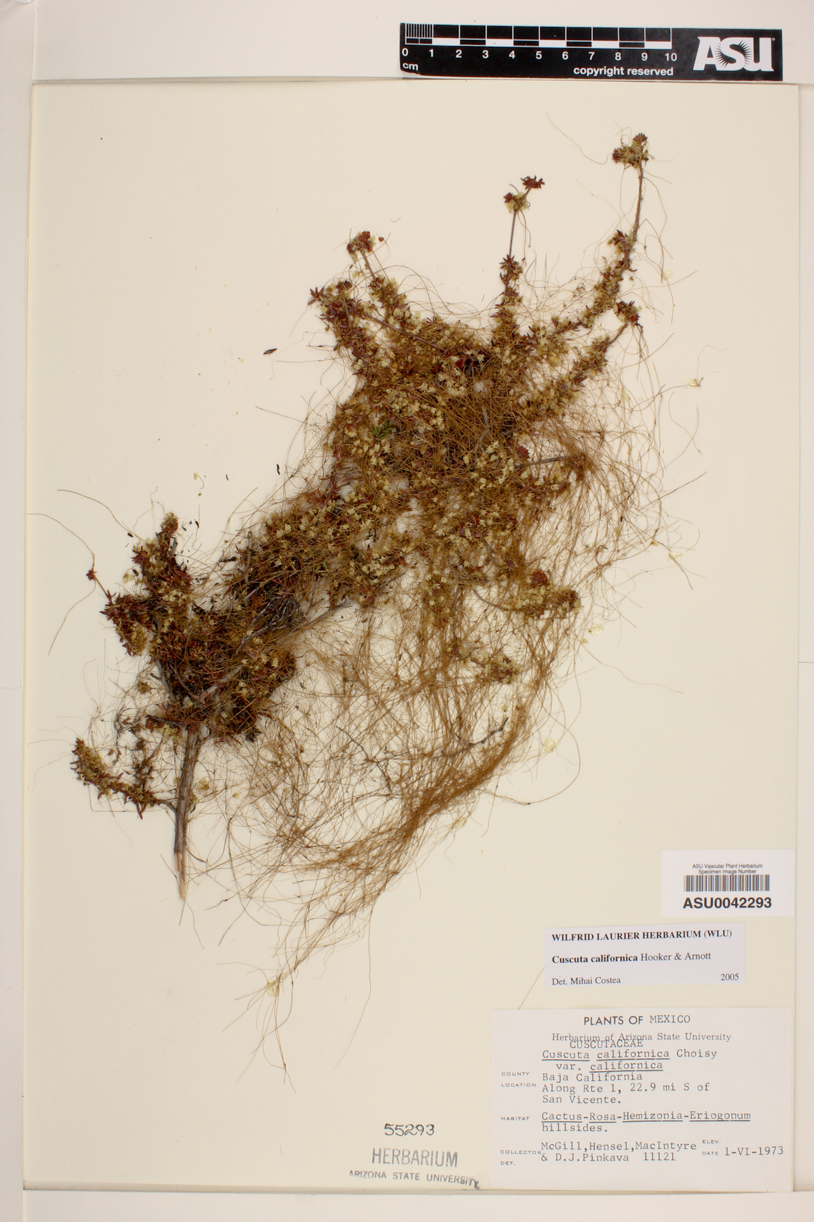 Cuscuta californica image