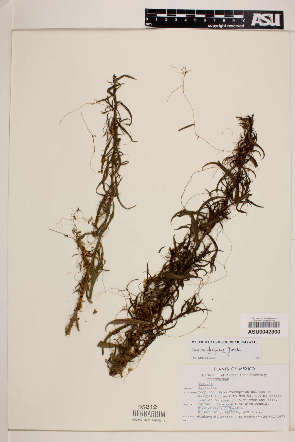 Cuscuta decipiens image