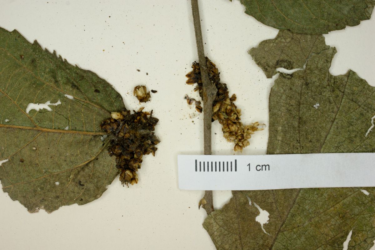 Cuscuta strobilacea image