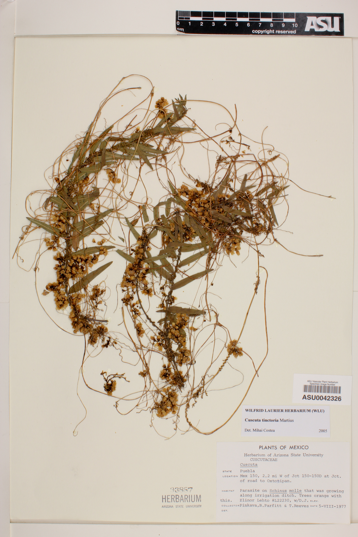 Cuscuta tinctoria image