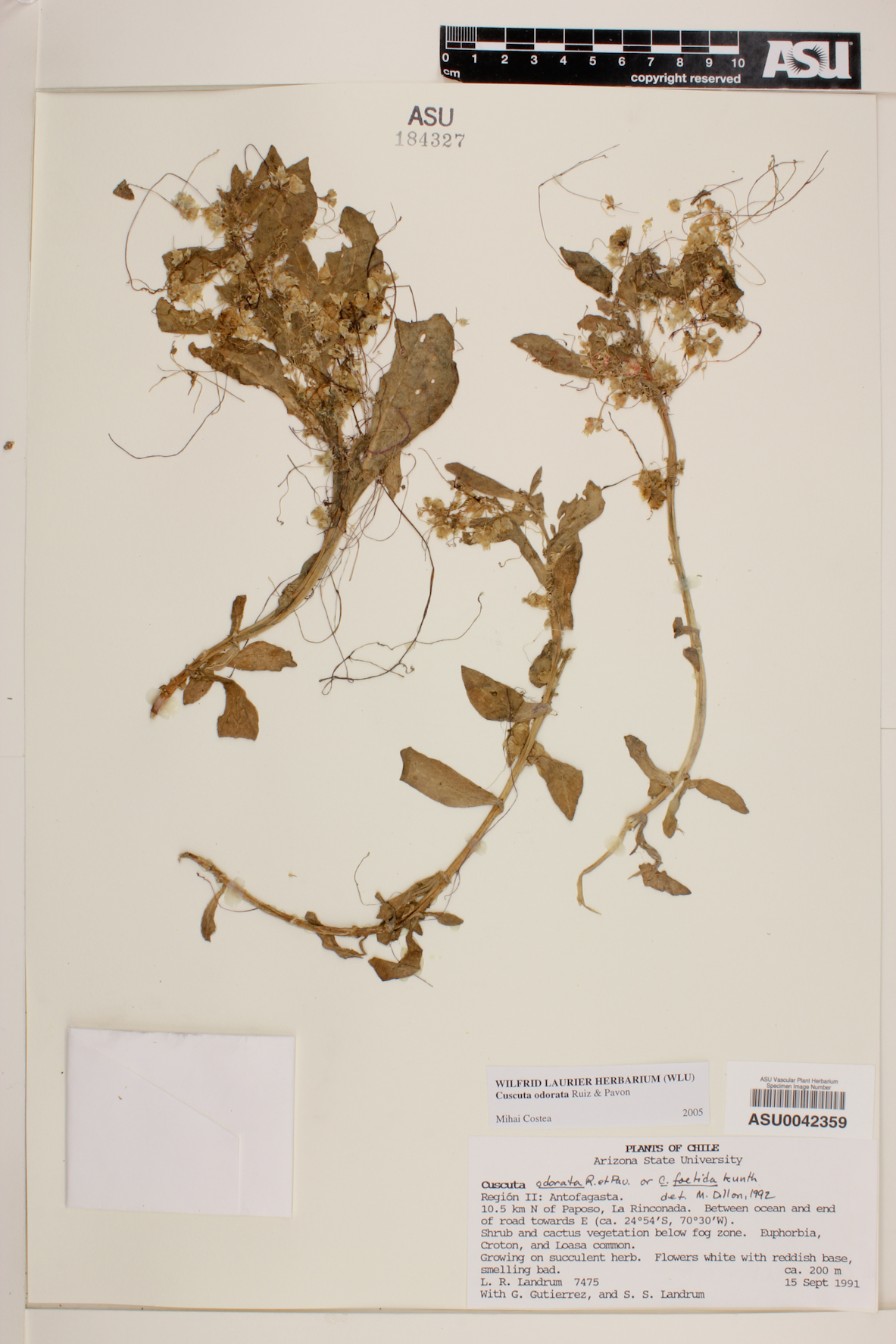 Cuscuta odorata image