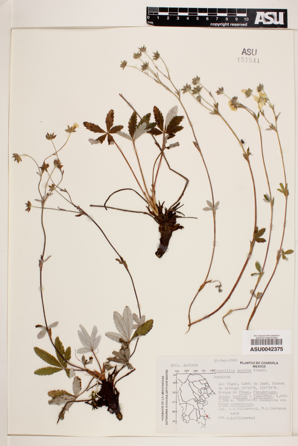 Potentilla concinna var. leonina image