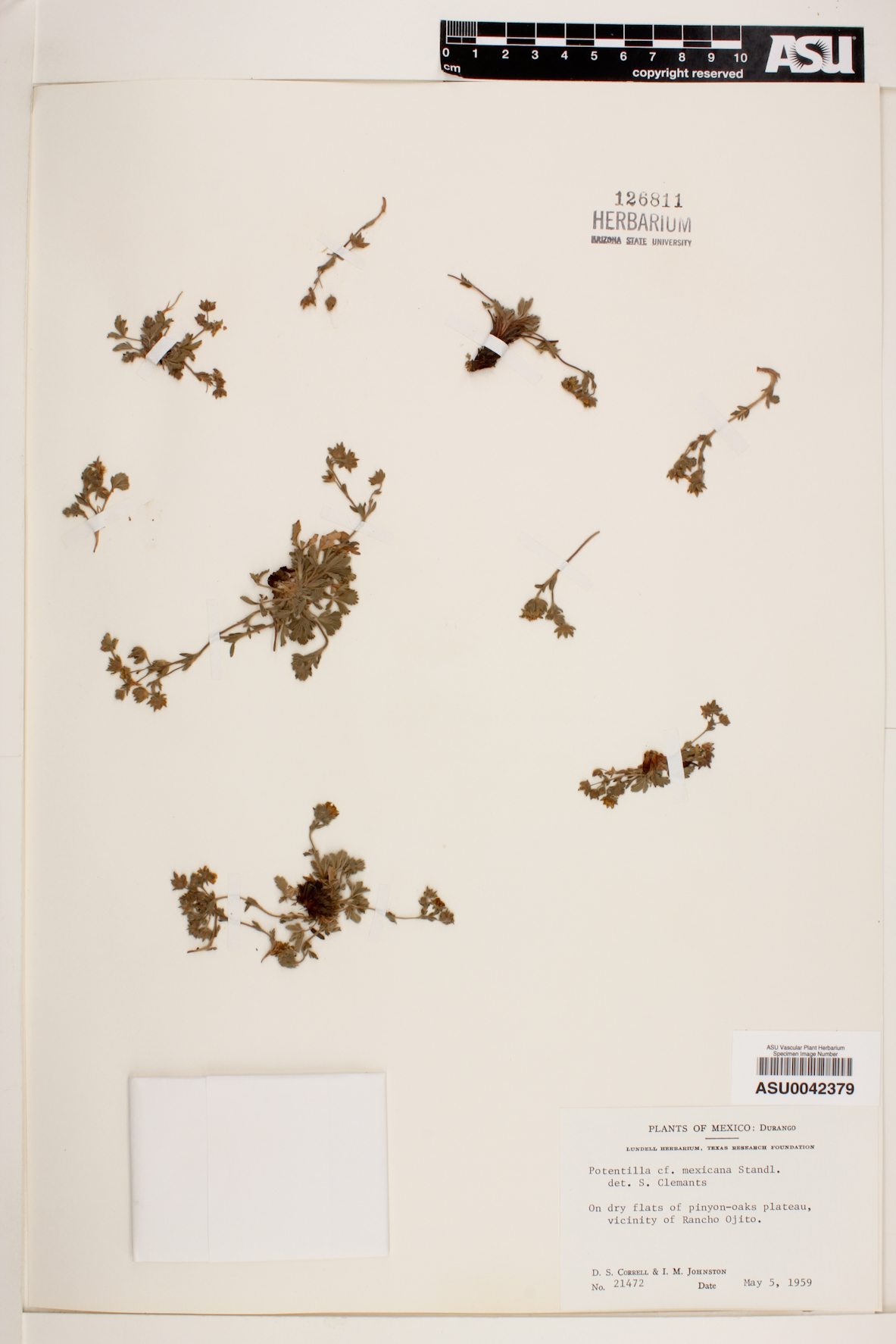 Potentilla mexiae image